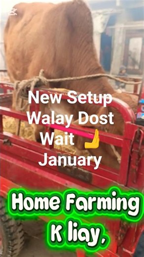 Stop🙏⏰ Purchasing For This Month Mosam KharabHai,🌨️#farmingtips#homefarming #livestockguide#Sardi