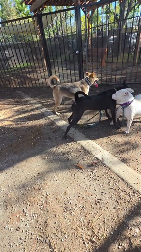 #ShelterPlaygroup Its All #FunAndGames With Elsie Becca Roo Ranger & Harrison