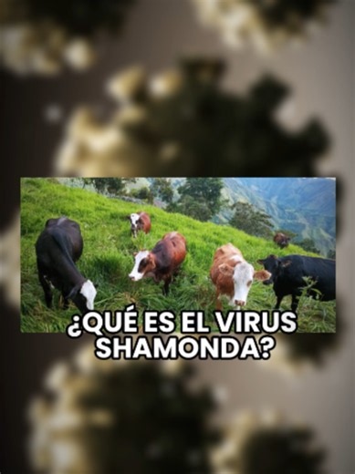 ¿Qué es el Virus Shamonda ¿cómo se contagia y cuáles son los síntomas que provoca? Atención, hay una nueva alerta mundial. 🎙️@iraisalarcon #ELDEBER #Salud #VirusShamonda #AlertaMundial #InformativoED