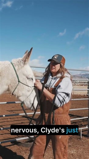 This MULE Helps Our Wild Mustang | How Horses Communicate