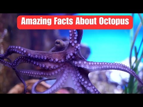 Why Octopuses Are Like Aliens 👽 | Incredible Ocean Facts You Must Know!