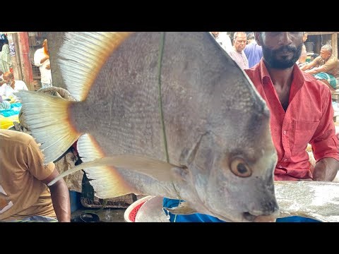 🔴 Live Fresh Fish Cutting Show 🐟 | Big Deshi Fish Cutting