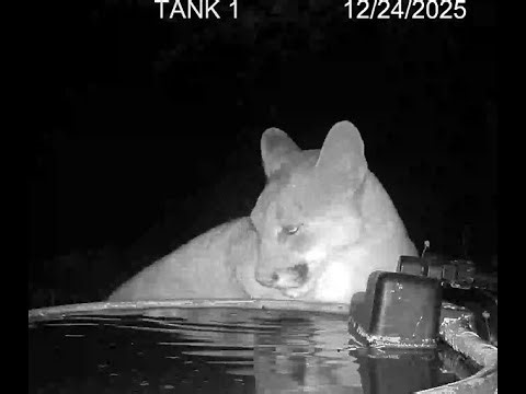 Water tank along the creek. Birding Chiricahua mountains south eastern Arizona.