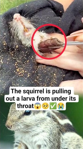 The squirrel is pulling out a larva from under its throat #Squirrel #Wildlife #Nature #AnimalLife