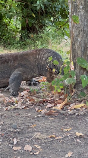 The Komodo dragon struggles to swallow its prey.
