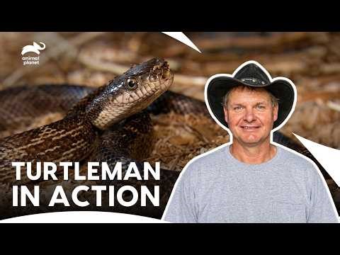 Pig Wallow Predator Chaos | Call of the Wildman S1 Ep26 | Animal Planet India