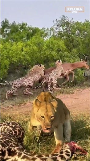 Lightning Speed Hunt: Cheetahs Chase Antelope While Lioness Guards the Kill