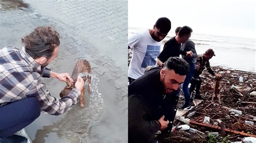 Heroic Rescue: Dog Saved from Floodwaters by Brave Bystanders