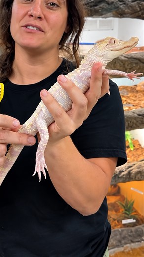 Active Asian water monitor shows impressive feeding skills with chicken