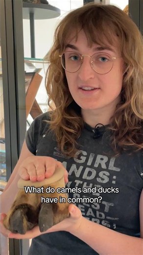 What do camels and ducks have in common? 🐪 #NHM #Camel #Duck