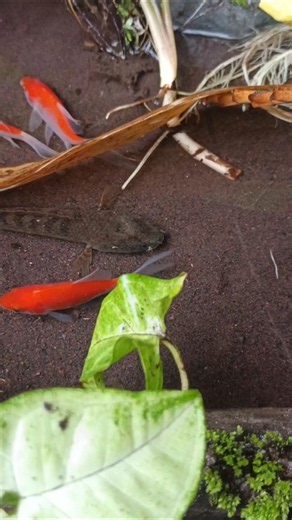 snakehead fish aggressive,snakehead aquarium fish, SNAKEHEAD FISH #shorts #fish #channa #viralvideo