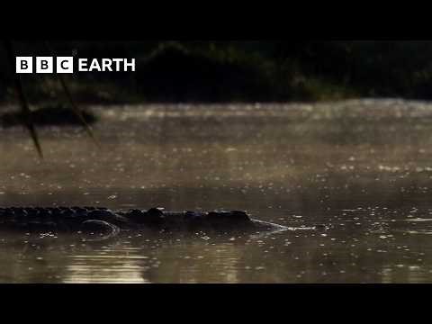 Stealthy Crocodiles Hunt for Fish | Narrated by David Attenborough | Africa | BBC Earth