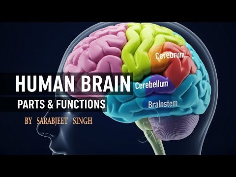 Human Brain: Parts and Their Functions | Cerebrum, Cerebellum, Brainstem Explained | Sarabjeet Singh