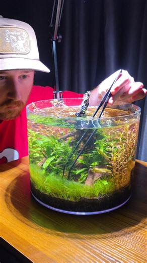 Planted Aquarium Algae Removal