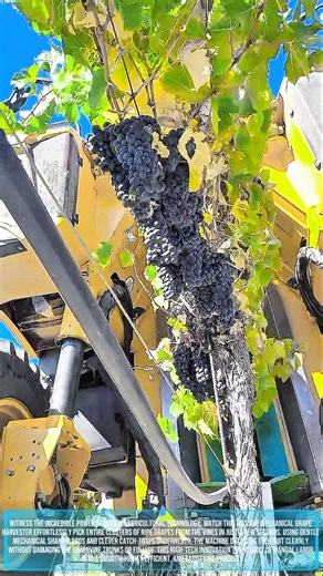 INSANE TECHNOLOGY! Thousands of Grapes Drop Clean Off in a Single Pass! #farmlife #harvest #fruit