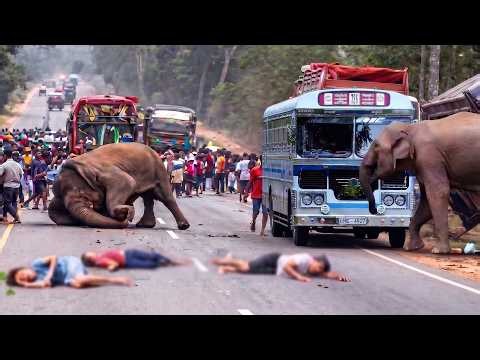 Terrifying Wild Elephant Attack on Road! | Caught on Camera 😱 #elephantattack #elephant