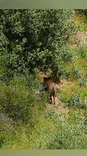 Pure Terror! 😱 That dog is still running to this day