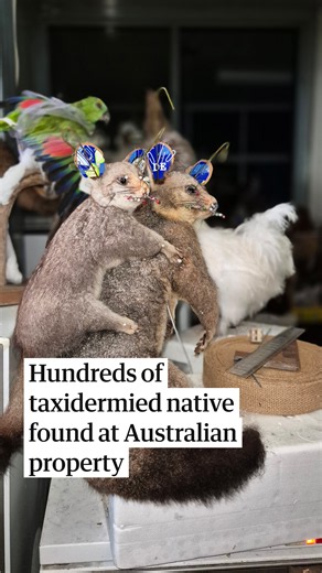 A man has been convicted and fined following the discovery of hundreds of taxidermied and frozen native animals at a property in Victoria. The 74-year-old from Kyneton was sentenced in the Kyneton magistrates court on 20 October after pleading guilty to wildlife, pest animal and animal welfare charges, including illegally possessing and selling wildlife, taking wildlife from the wild without authorisation and failing to meet animal welfare requirements. The Conservation Regulator executed search