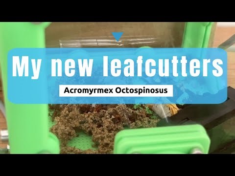 The start of my leafcutters