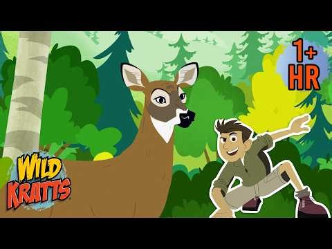 Search for the Buckaroo | Creature Rescue | Wild Kratts