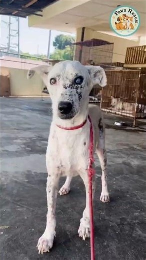 Thanks to everyone's love and support, this dog has recovered#shorts #dog #dogrescue