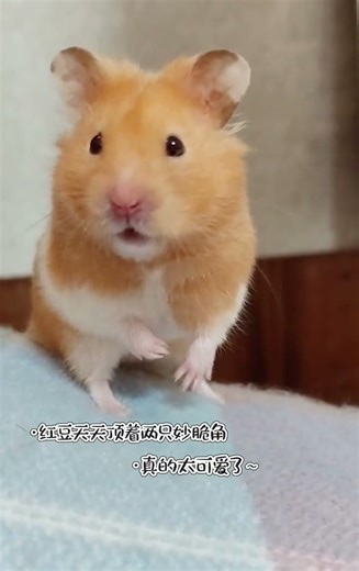 Crispy Baby Mouse: A Tiny Darling in Action