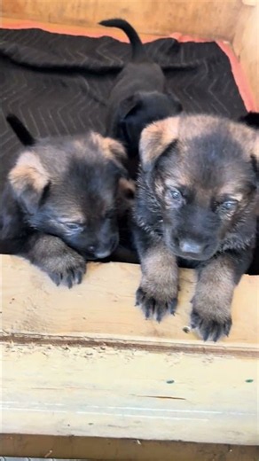 German Shepherd Puppies at 4 weeks