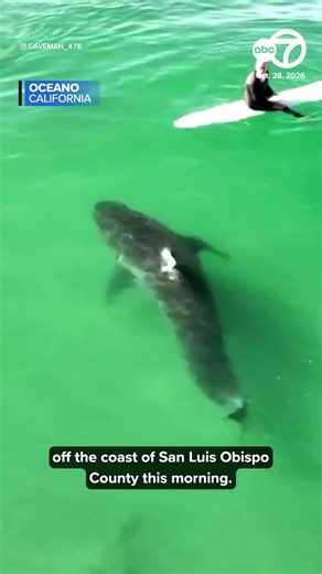 Large shark splashes surfer off California coast