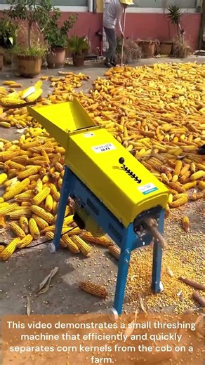 corn threshing machine 🌽 | small thresher in action