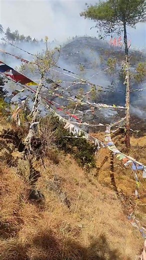 A forest fire has been reported in Sangaygang, Thimphu. Our reporter, Namgay Wangdi, is on the scene with the latest updates. | BBS