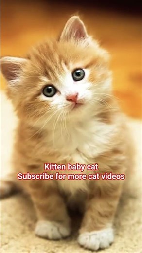 kitten baby cat | #cato #kitten
