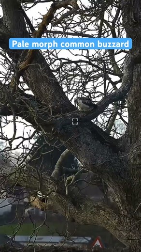 Pale morph/light phase common buzzard