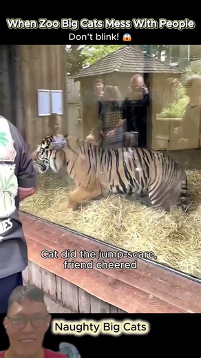 Zoo Visitors Meet Big Cats! #BigCats #ZooAnimals #Wildlife #FunnyAnimals #AnimalShorts