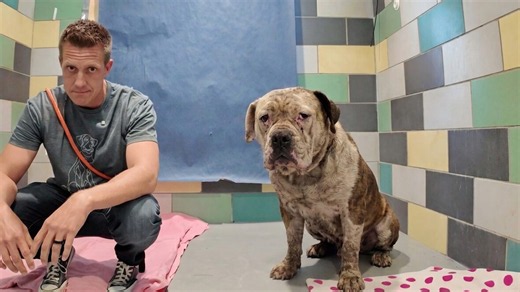 Shelter calls her the dirtiest dog they’ve ever seen—then her transformation reveals something heartbreaking