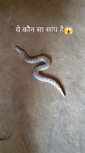 cat attack on snake #viral #trendingnow #trendingshorts