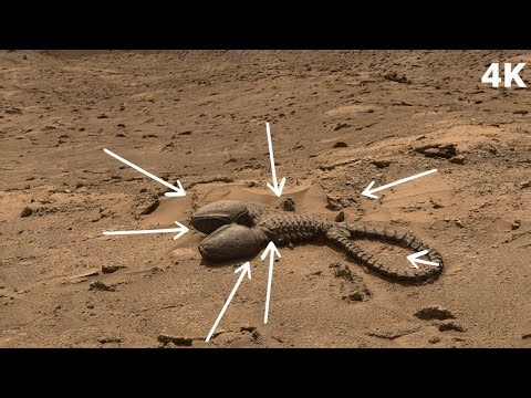 Perseverance Rover Latest Images: SOL 1575 | Perseverance Rover Footage | Mars In 4K | 4K Mars Video