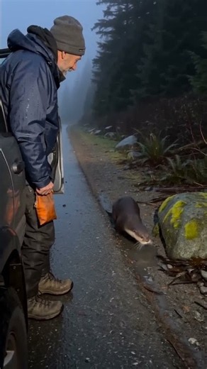 A Wildlife Volunteer Meets His Otter Again in the Fog 🦦🌧️ #shorts