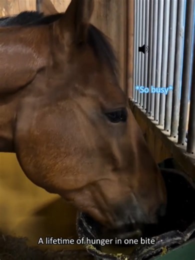 @horsevideotiktok ✨ Top viral horse moments 🐎 I #horse #horses #horsevideo #funnyhorse