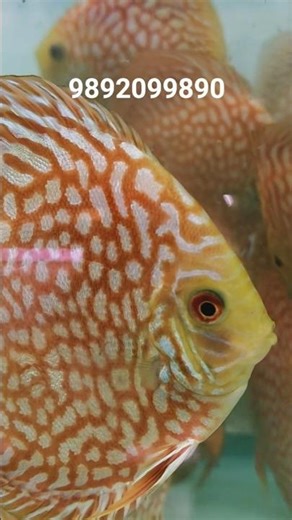 HIGH QUALITY CHECKERBOARDS #discus #discusfish #exoticaquariumfish