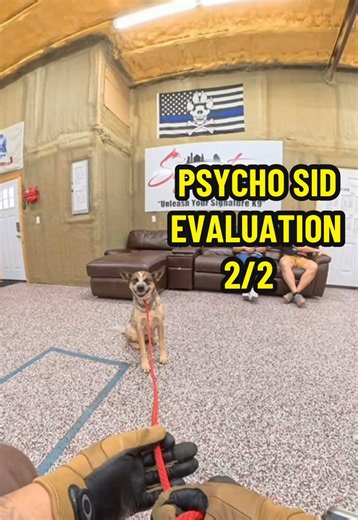 Sidney the Australian Cattle Dog Evaluation — Understanding Severe Bite Behavior