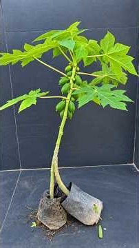 #Mita'SGardeningTricks #Gardening #Garden #Agriculture #papaya