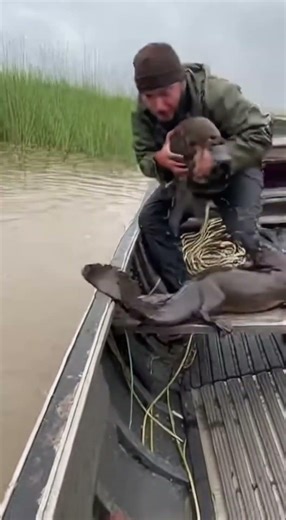 Platypus Rescue Turns Into Total Crocodile Chaos🐊