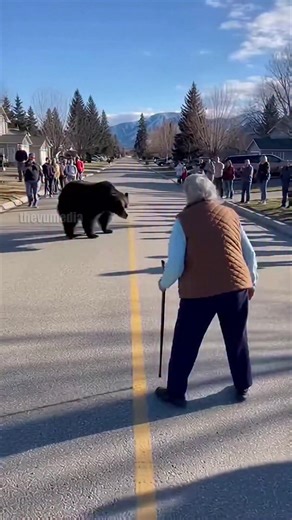 Anchorage, Alaska – June 12, 2025. A quiet morning in a suburban neighborhood turned into a scene of incredible bravery when a massive grizzly bear wandered down a residential street. While most neighbors watched from their porches, one grandmother stood her ground in the middle of the road. Armed only with her wooden walking cane, she stared down the predator. The video captures the shocking moment she struck the bear across the snout, sending the animal fleeing. The retreating bear caused a pa