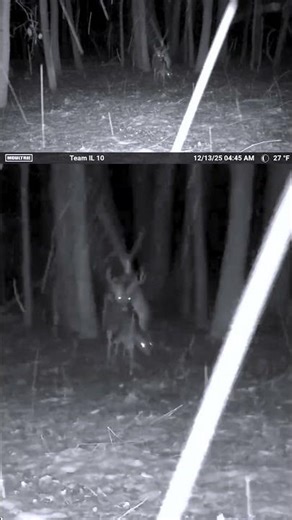 Buck Breeds Doe During Late Season Snow Storm!