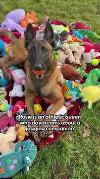 Rescue Dogs Choose Their Own Christmas Presents | The Dodo