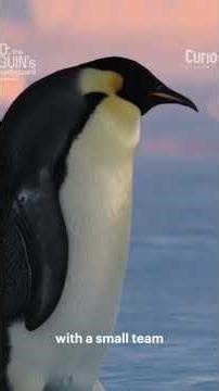 Discover the incredible life of Emperor Penguins in Antarctica! 🐧❄️