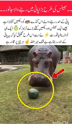 Rhinoceros 🦛a unique animal of nature that lives underwater#rhinoceros #wateranimals #nature #shorts