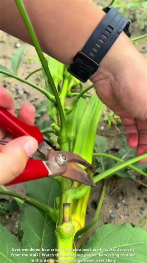 Satisfying Fresh Okra Harvesting in the Garden 🌿✨ #shorts