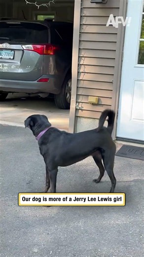 Our dog is more of a Jerry Lee Lewis girl