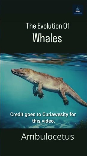Evolution of Whales: From Pakicetus to Modern Giants!